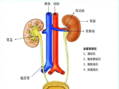 腎、膀胱等泌尿<i style='color:red'>外科疾病</i>